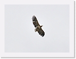 merikotka_golden eagle_1396 * 800 x 600 * (125KB)